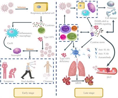 Pathophysiology and clinical management of coronavirus disease (COVID-19): a mini-review